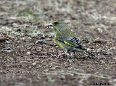 VERDERÓN (Chloris chloris)  - (Hembra) Jardin Botánico-MONTEVIDEO (Noviembre 2011)